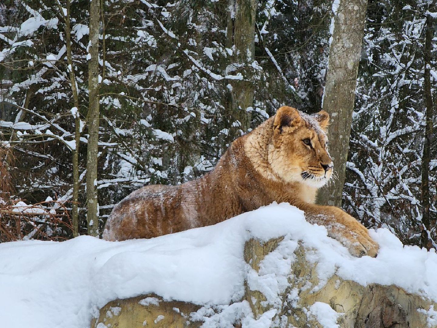 можайск, можайский городской округ, подмосковье, сафари-парк, парк тигров, тигры, львы, ягуары, дикие кошки, леопарды, пума, зима, туризм,