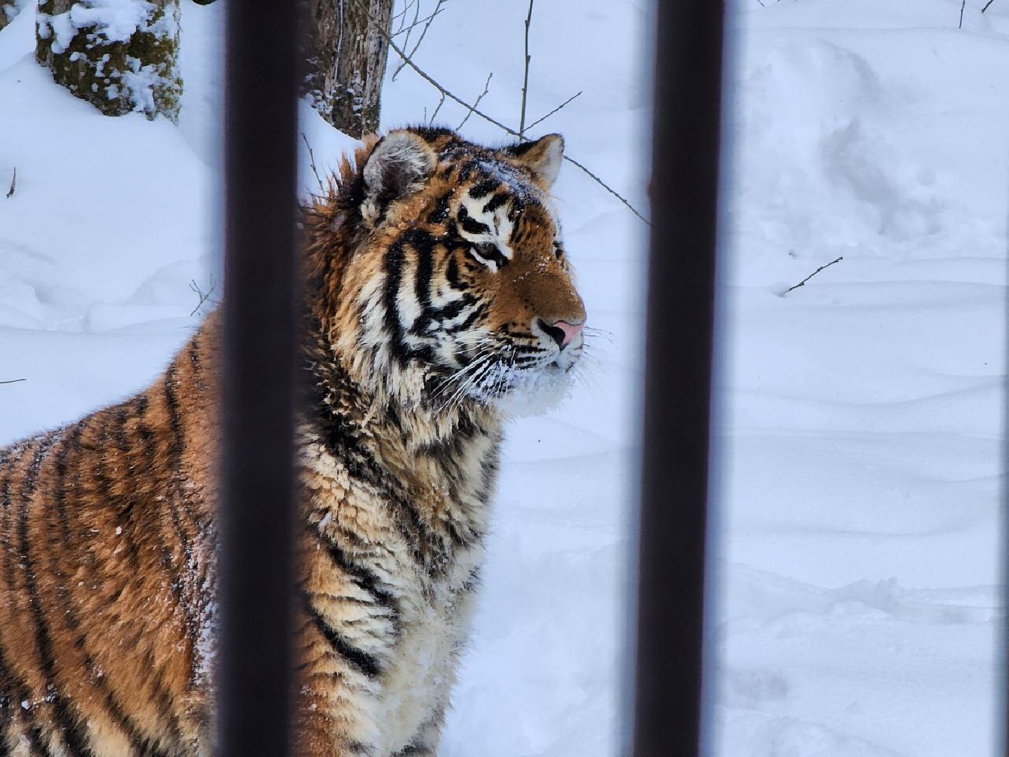 можайск, можайский городской округ, подмосковье, сафари-парк, парк тигров, тигры, львы, ягуары, дикие кошки, леопарды, пума, зима, туризм,