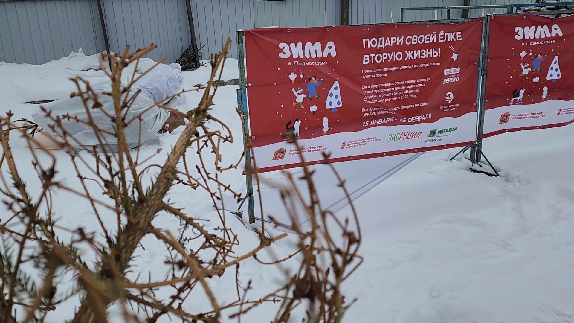 Одинцово, ель, новый год, рождество, подари своей елке новую жизнь, акция, утилизация, переработка,