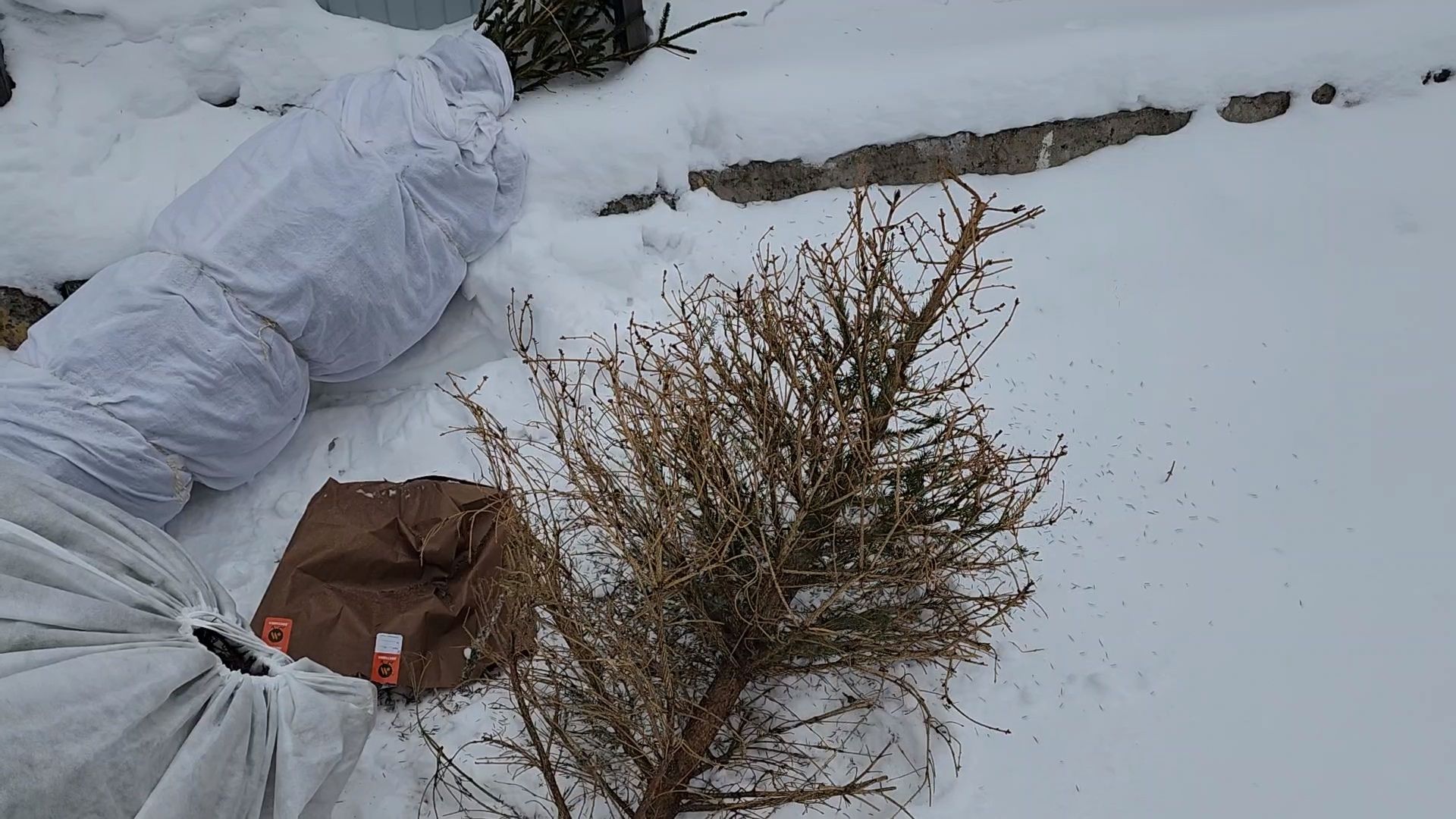 Одинцово, ель, новый год, рождество, подари своей елке новую жизнь, акция, утилизация, переработка,