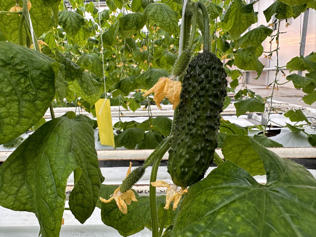 Одинцово, ВНИИСОК, Центр овощеводства, Минсельхозпрод, Урожай