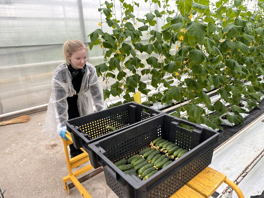 Одинцово, ВНИИСОК, Центр овощеводства, Минсельхозпрод, Урожай