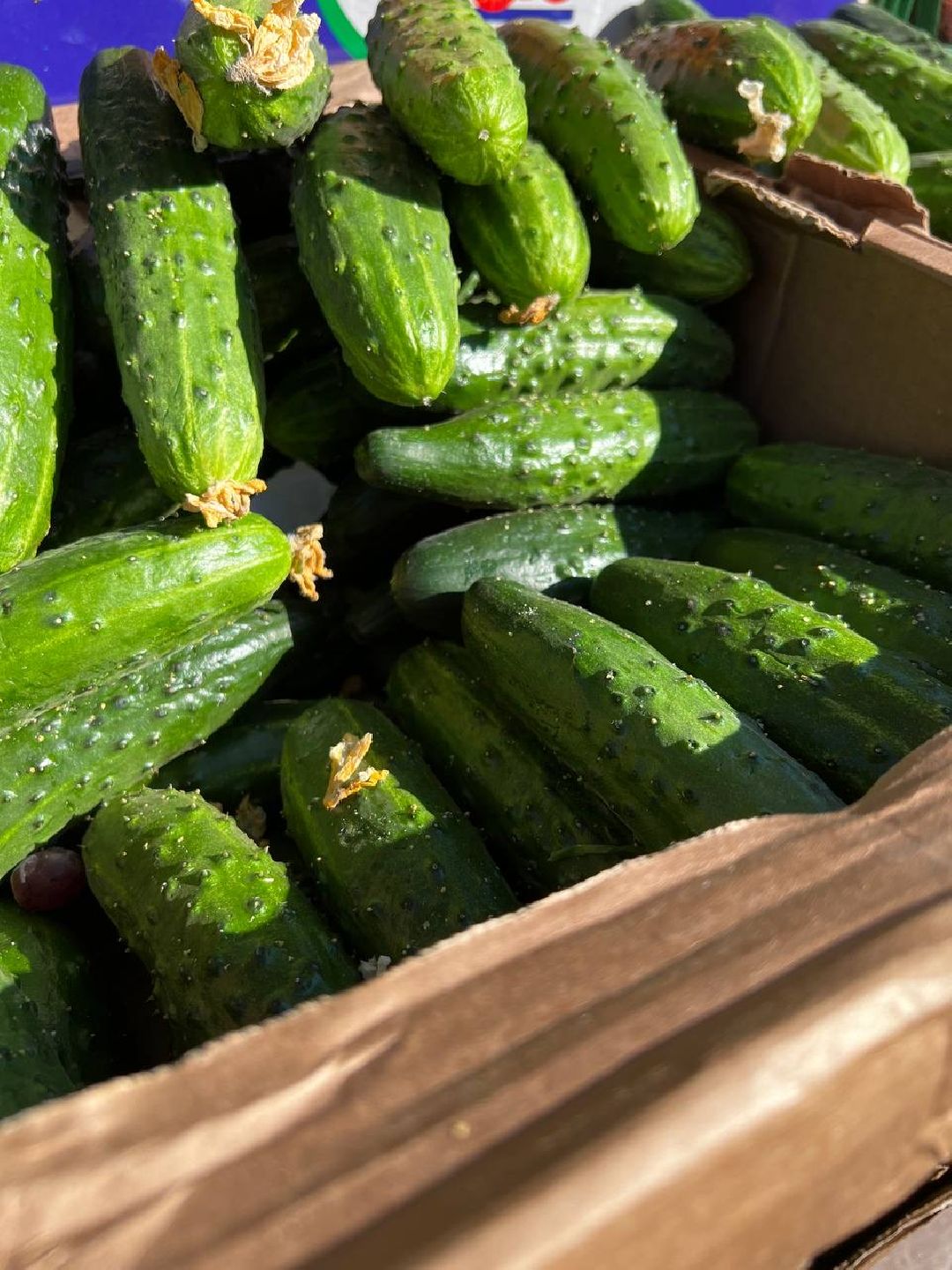 Одинцово, ВНИИСОК, Центр овощеводства, Минсельхозпрод, Урожай