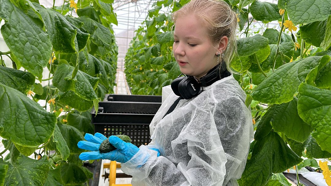 Одинцово, ВНИИСОК, Центр овощеводства, Минсельхозпрод, Урожай