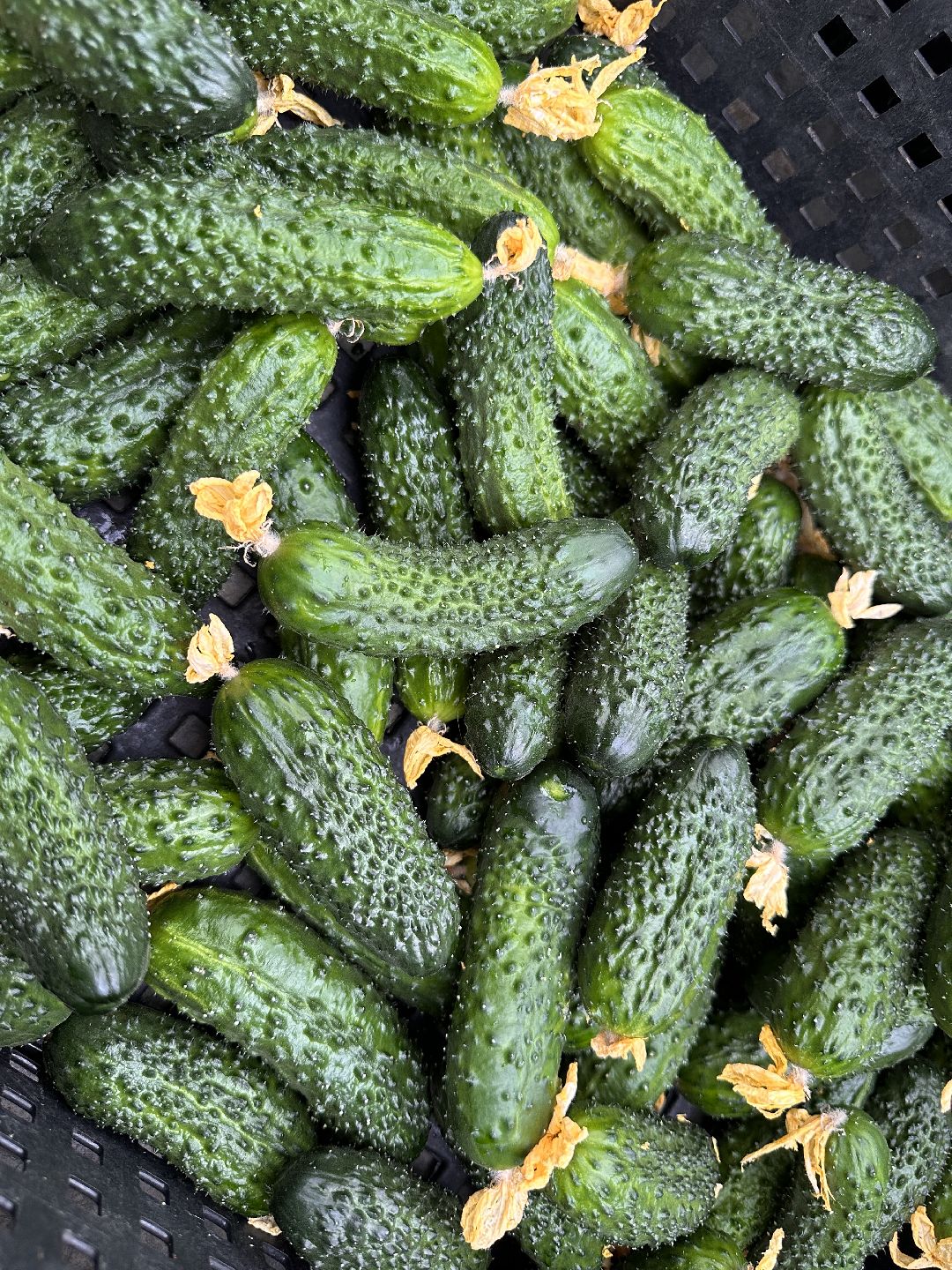 Одинцово, ВНИИСОК, Центр овощеводства, Минсельхозпрод, Урожай