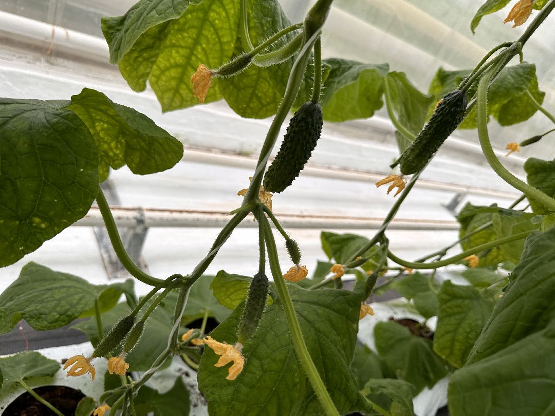 Одинцово, ВНИИСОК, Центр овощеводства, Минсельхозпрод, Урожай