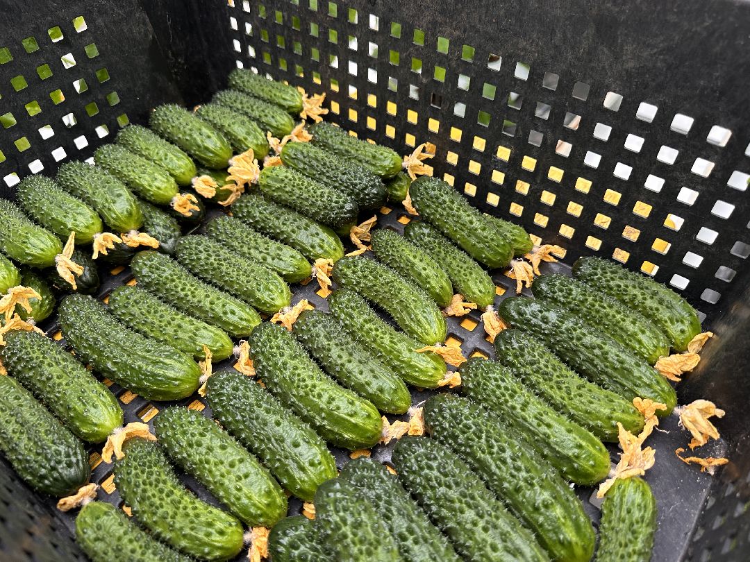 Одинцово, ВНИИСОК, Центр овощеводства, Минсельхозпрод, Урожай