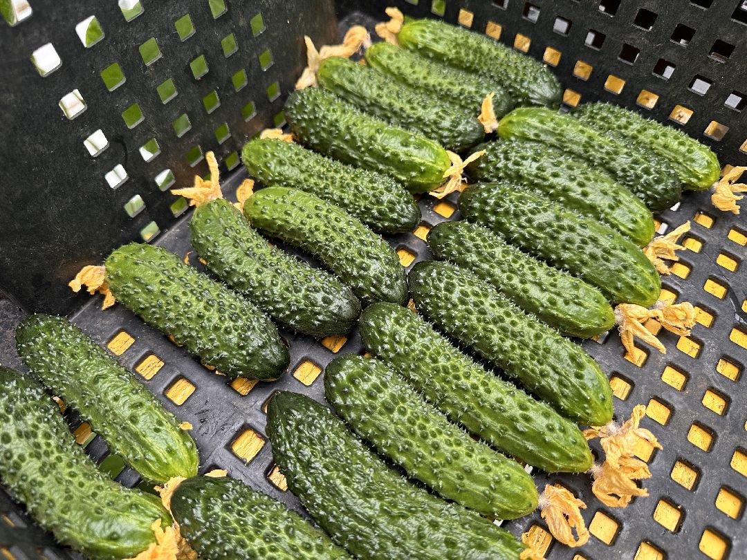 Одинцово, ВНИИСОК, Центр овощеводства, Минсельхозпрод, Урожай