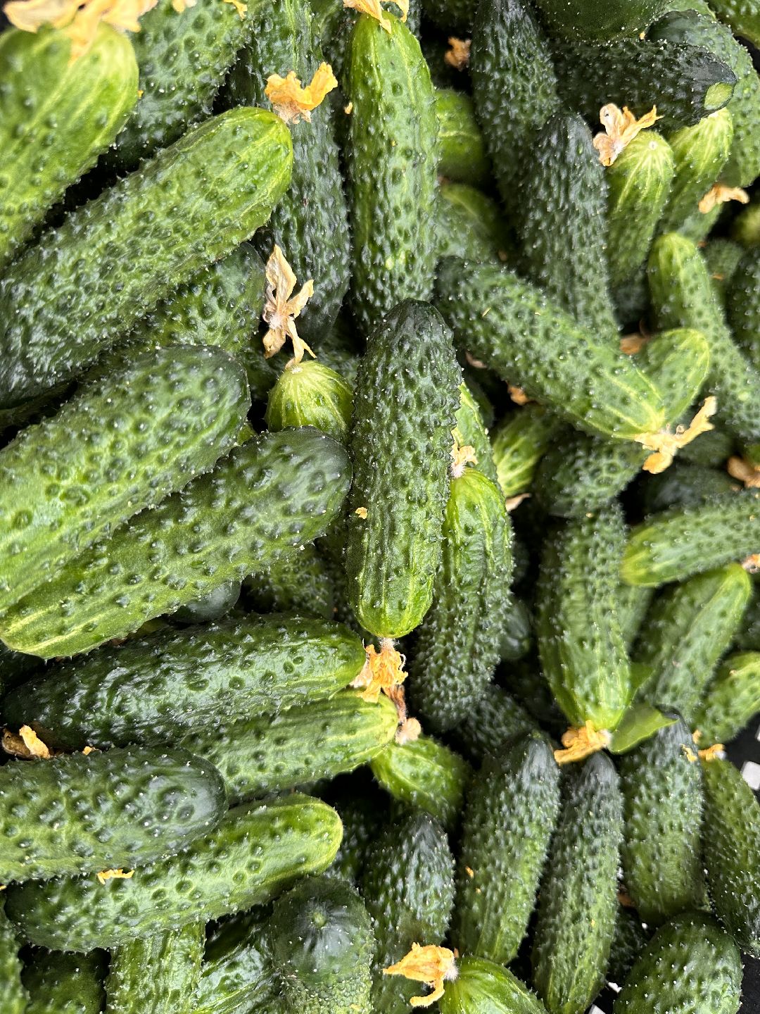 Одинцово, ВНИИСОК, Центр овощеводства, Минсельхозпрод, Урожай