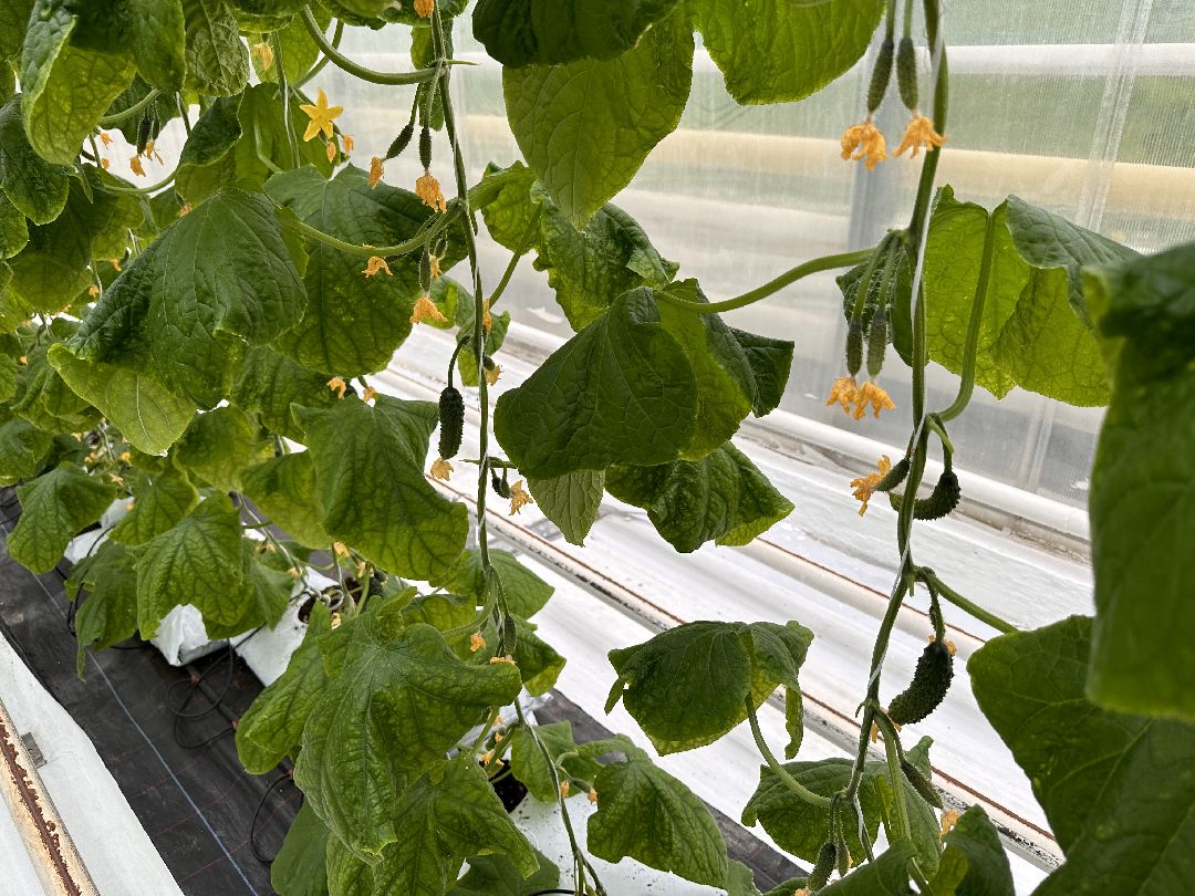 Одинцово, ВНИИСОК, Центр овощеводства, Минсельхозпрод, Урожай