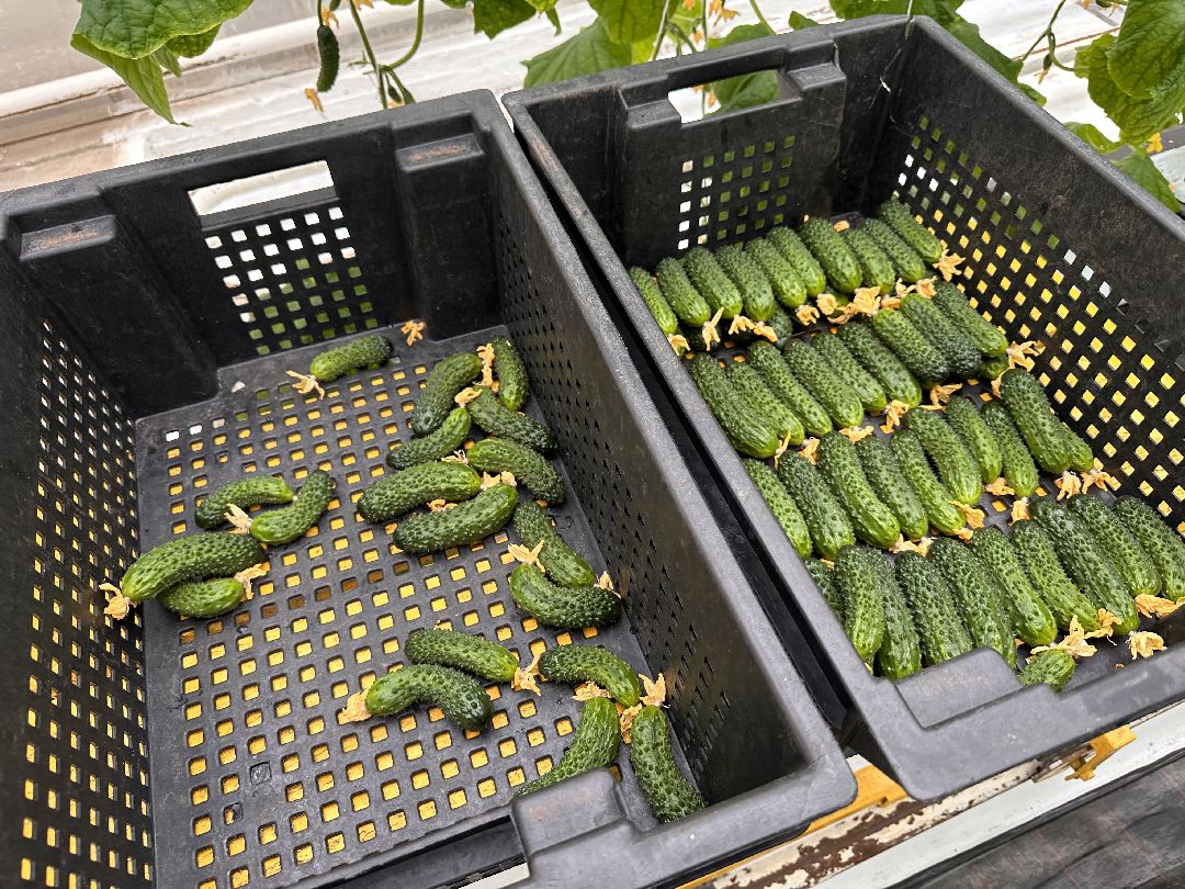 Одинцово, ВНИИСОК, Центр овощеводства, Минсельхозпрод, Урожай