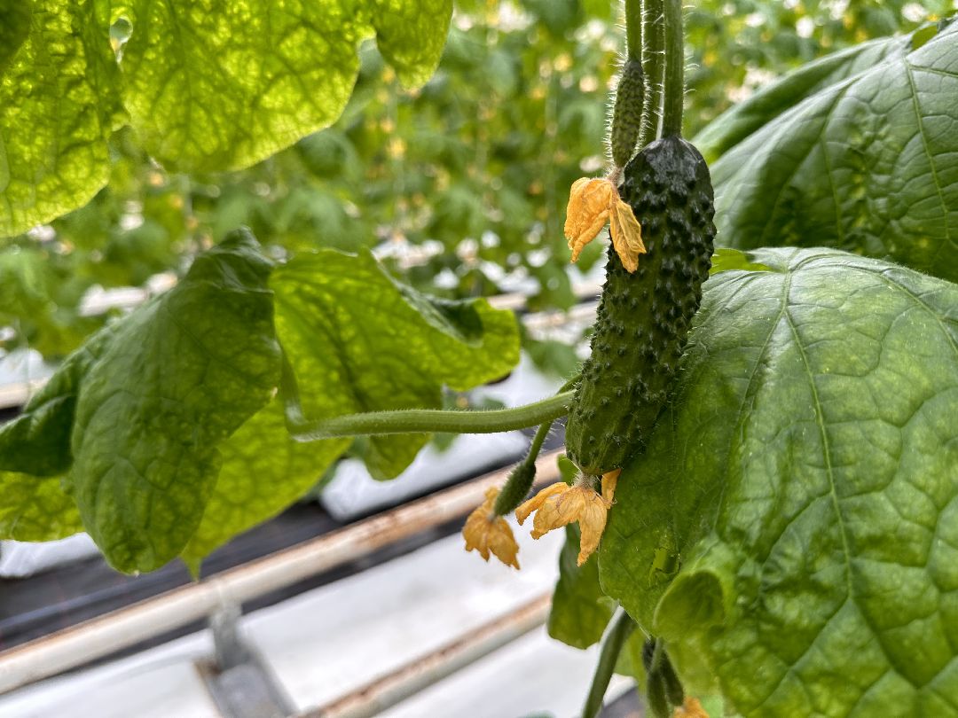 Одинцово, ВНИИСОК, Центр овощеводства, Минсельхозпрод, Урожай