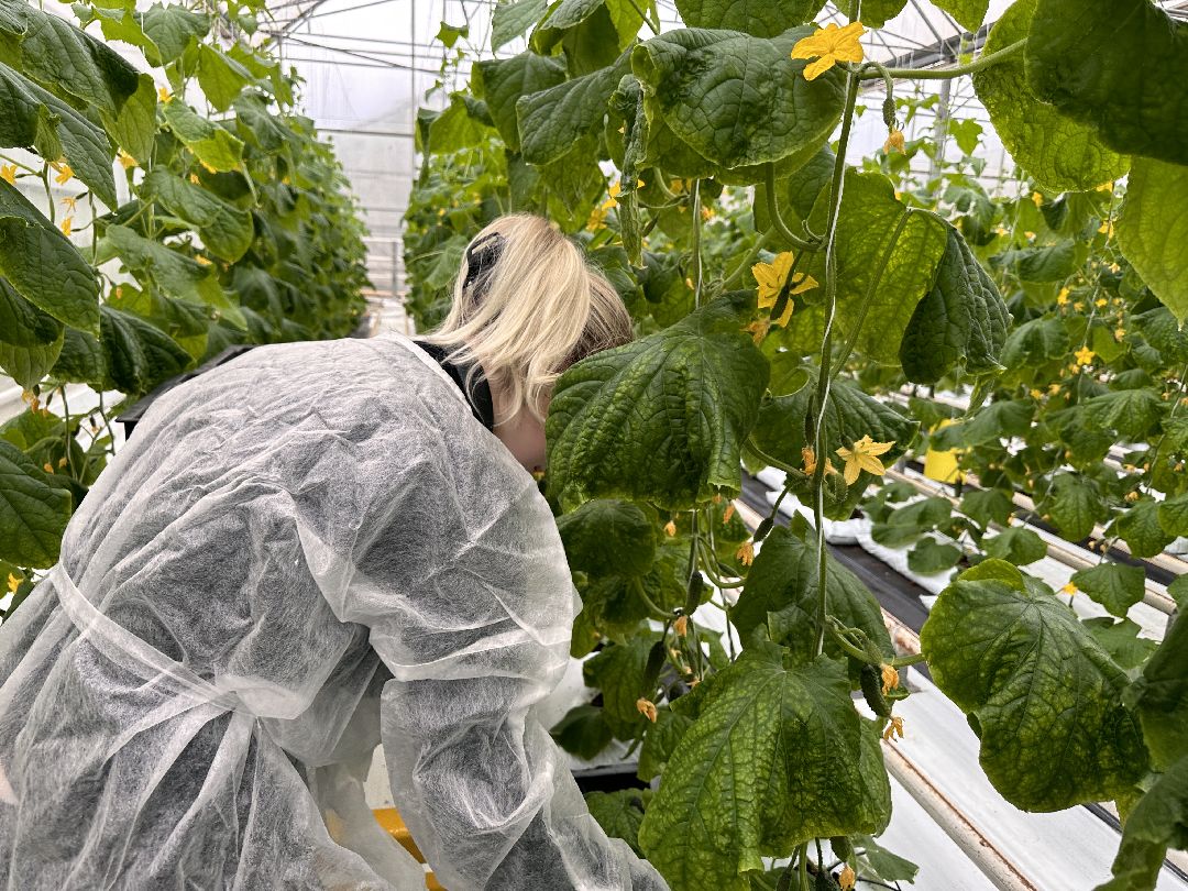 Одинцово, ВНИИСОК, Центр овощеводства, Минсельхозпрод, Урожай