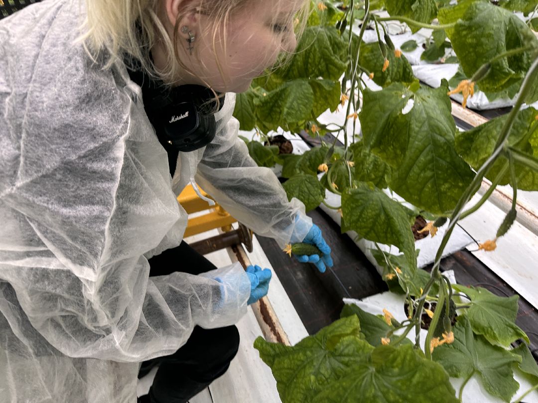 Одинцово, ВНИИСОК, Центр овощеводства, Минсельхозпрод, Урожай