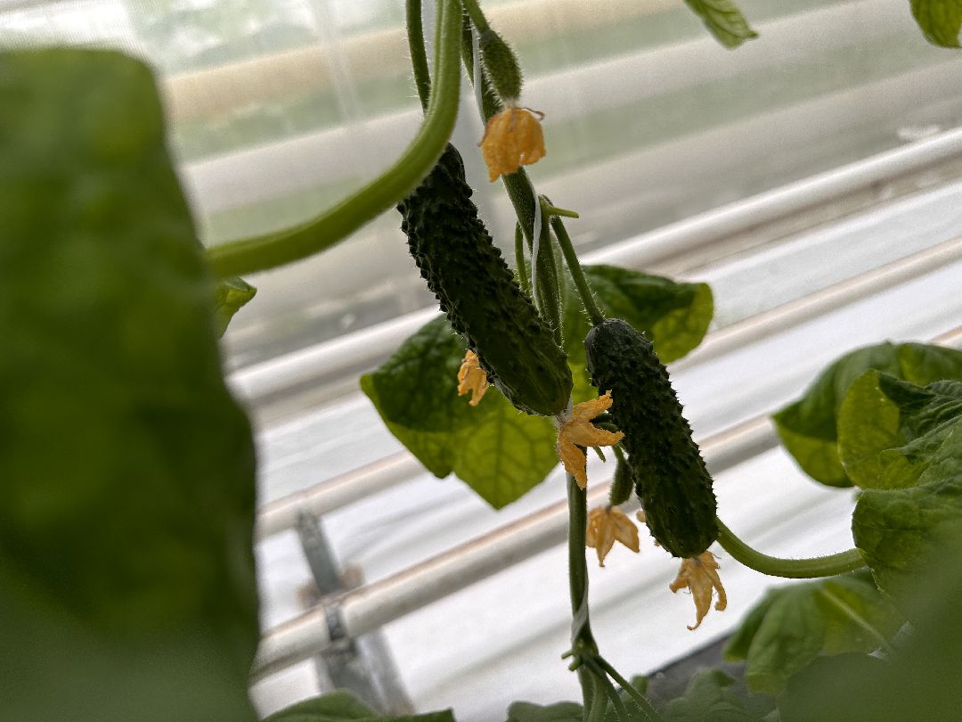 Одинцово, ВНИИСОК, Центр овощеводства, Минсельхозпрод, Урожай