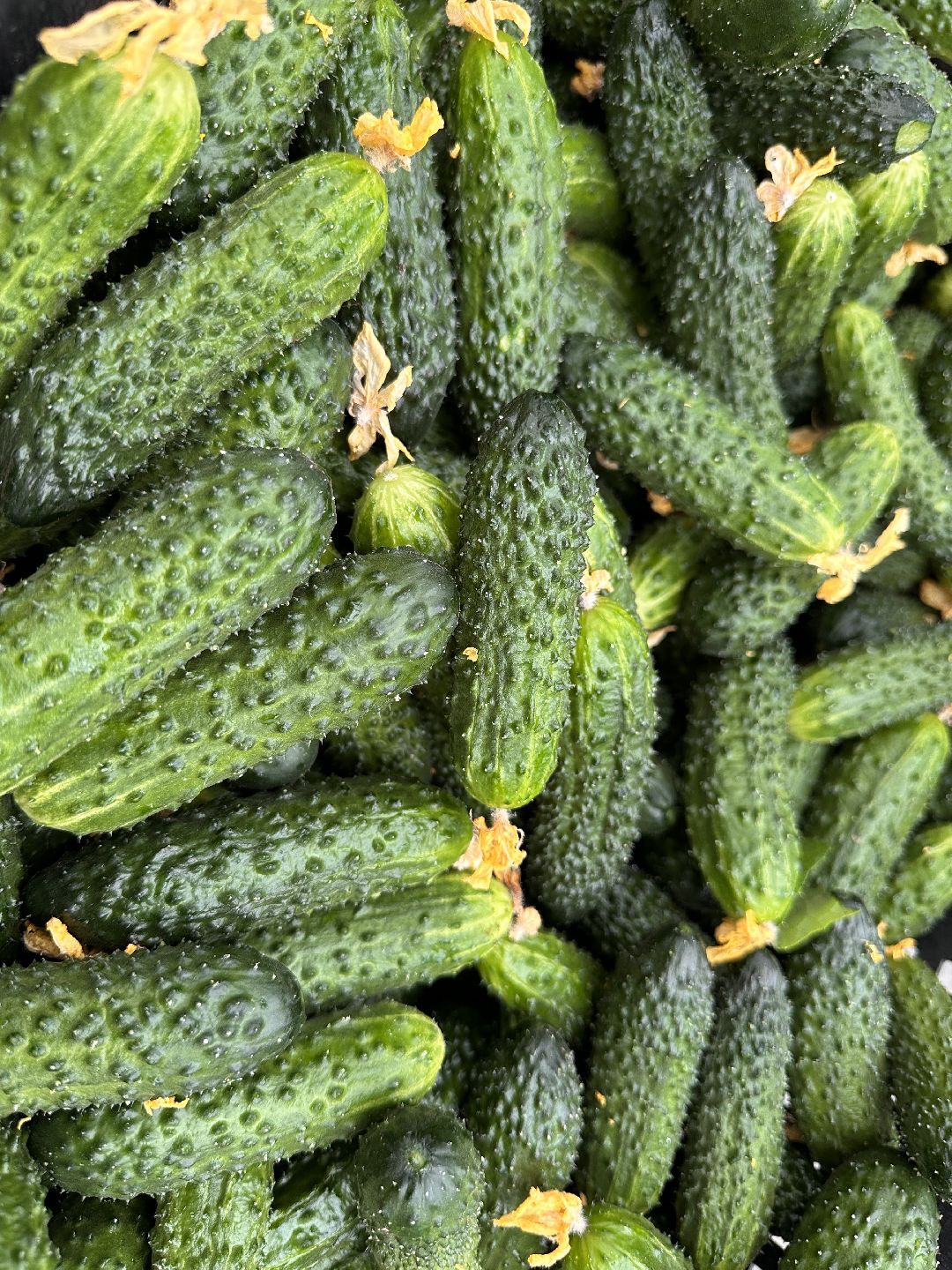 Одинцово, ВНИИСОК, Центр овощеводства, Минсельхозпрод, Урожай