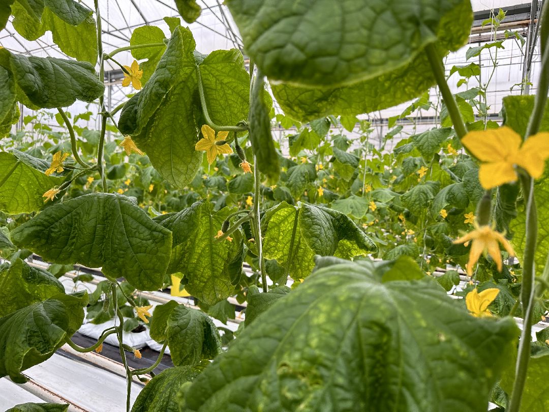 Одинцово, ВНИИСОК, Центр овощеводства, Минсельхозпрод, Урожай