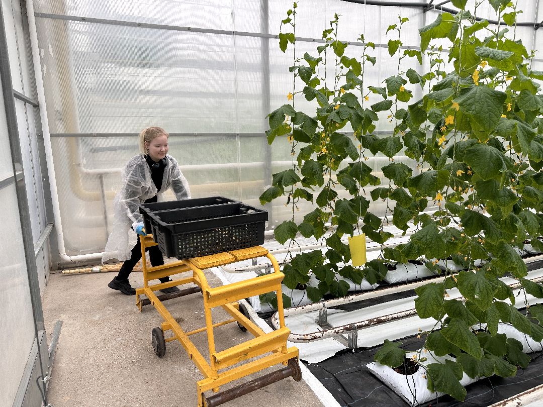 Одинцово, ВНИИСОК, Центр овощеводства, Минсельхозпрод, Урожай