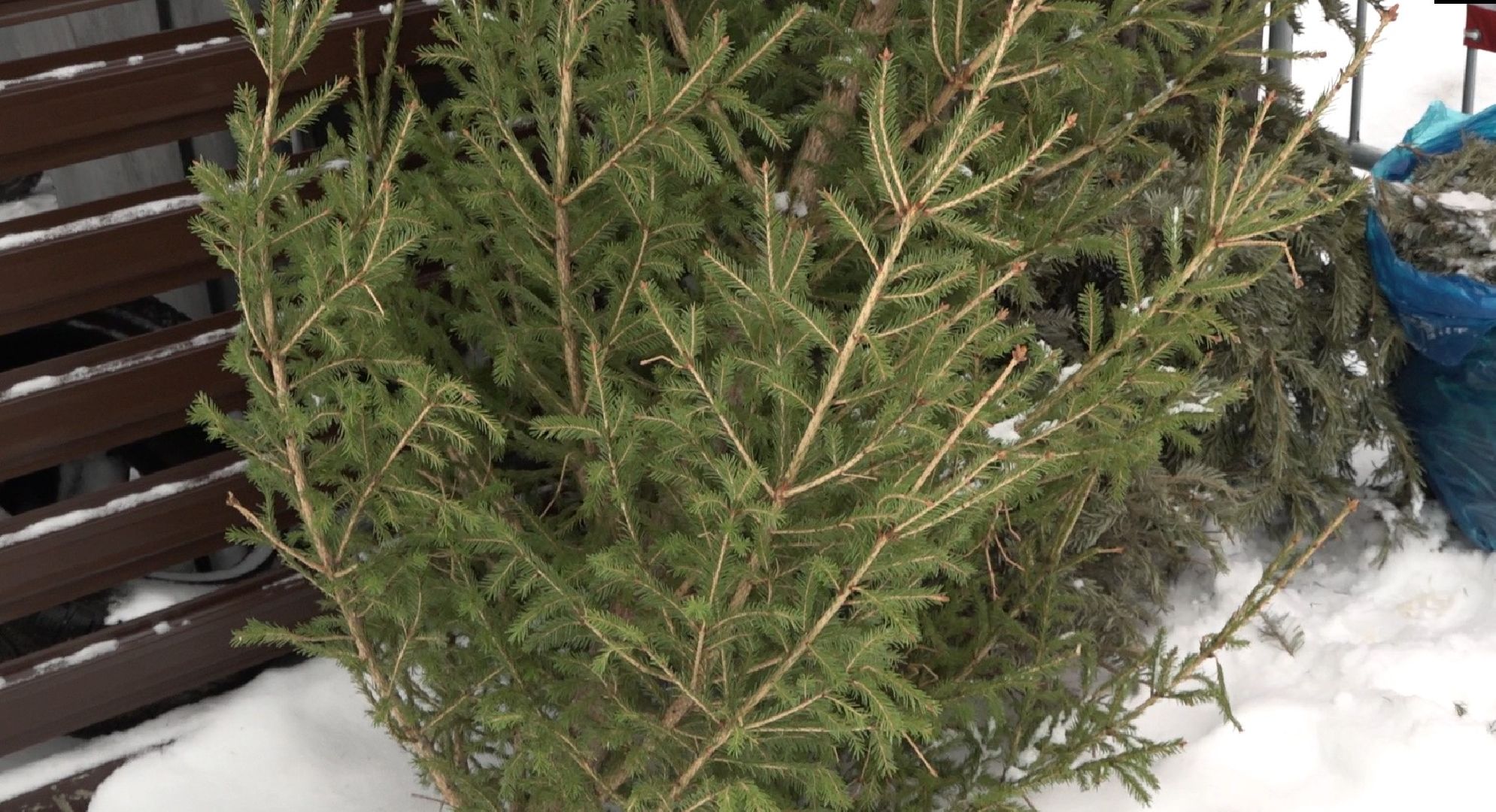 вторая жизнь елки, Зима в Подмосковье, Наш лес посади свое дерево, переработка, Домодедово,