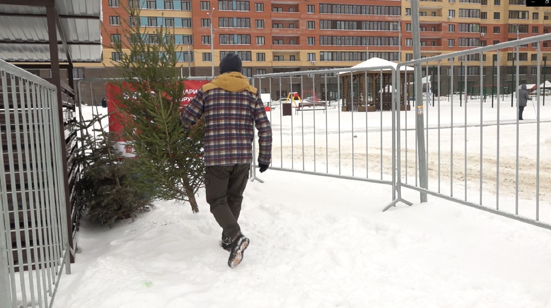 вторая жизнь елки, Зима в Подмосковье, Наш лес посади свое дерево, переработка, Домодедово,