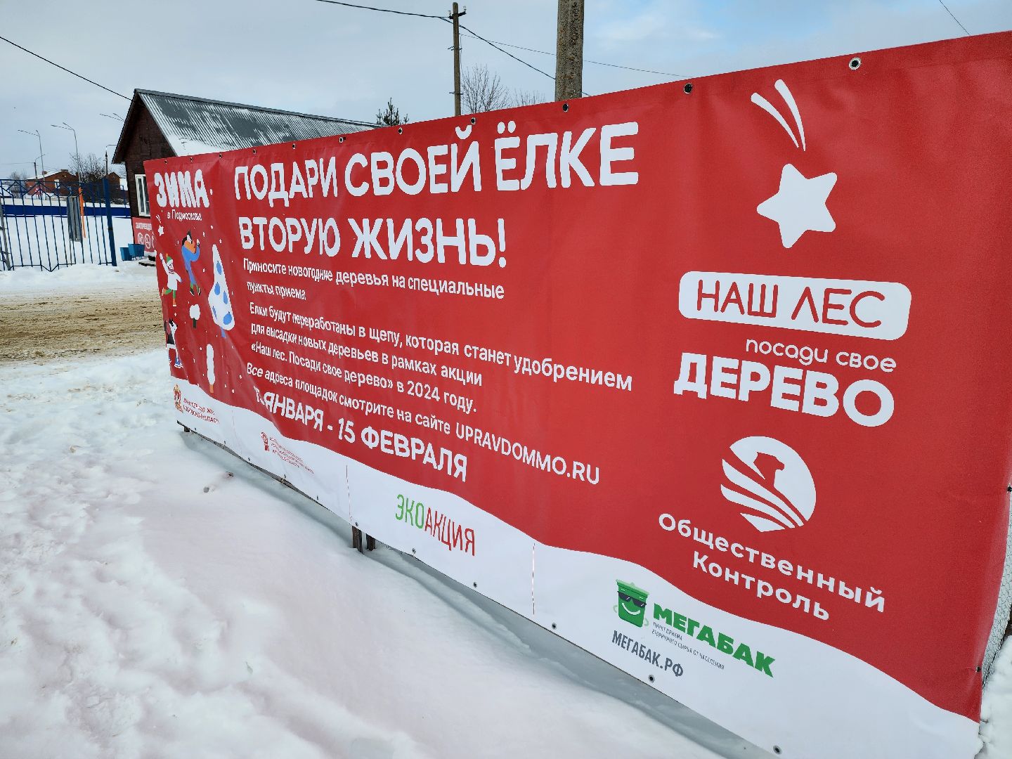 подари своей елке вторую жизнь, экология, экологическая акция, Серебряные Пруды, Узуново, Успенский,