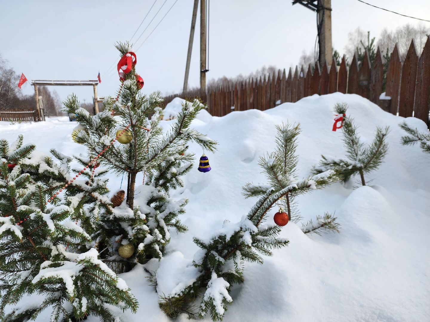 подари своей елке вторую жизнь, экология, экологическая акция, Серебряные Пруды, Узуново, Успенский,