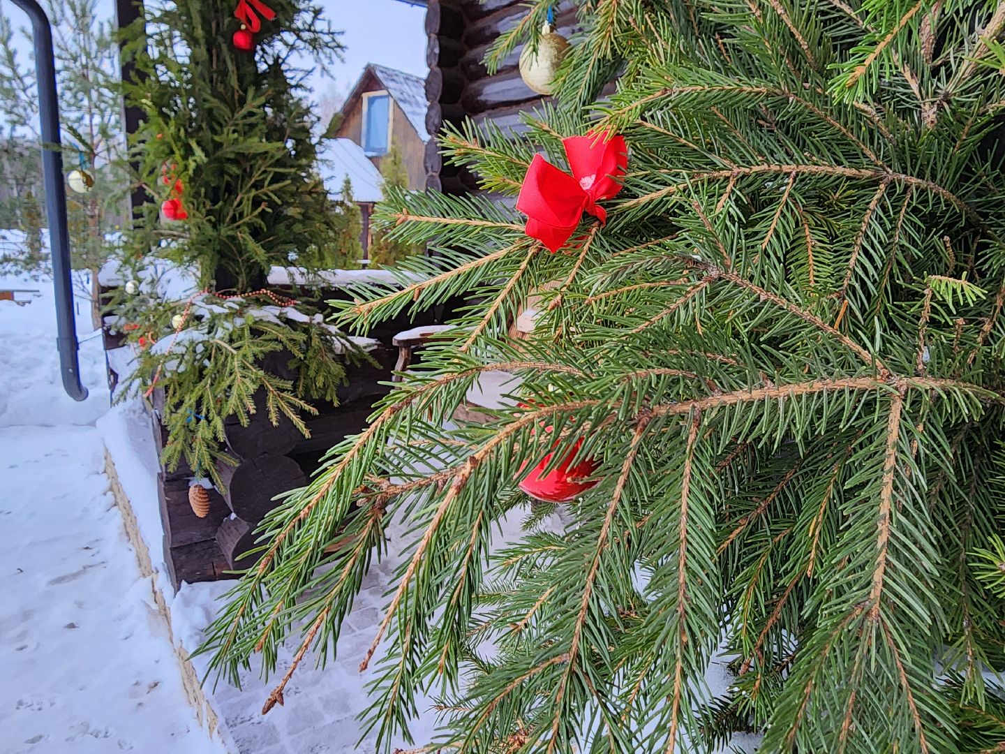 подари своей елке вторую жизнь, экология, экологическая акция, Серебряные Пруды, Узуново, Успенский,