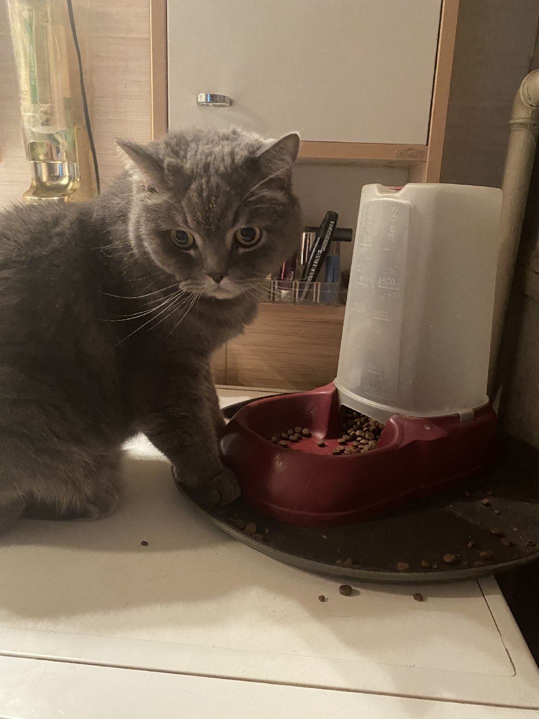 Долгопрудный, общество