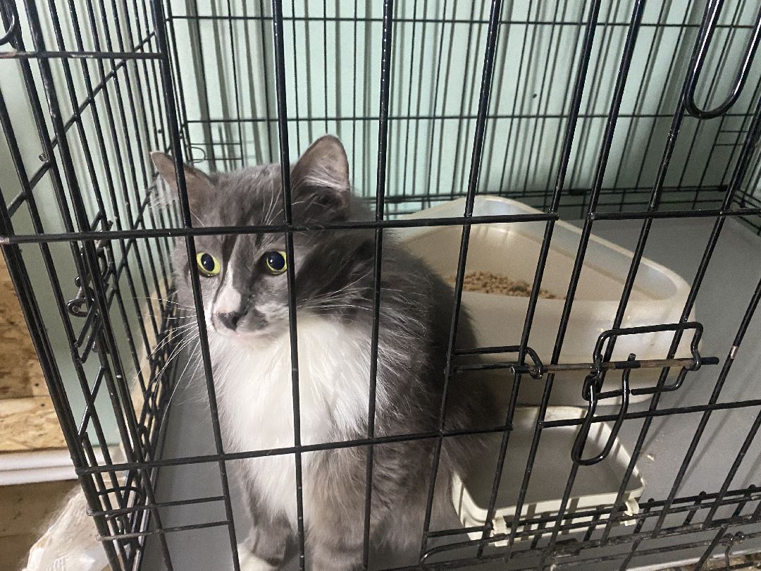 Долгопрудный, общество