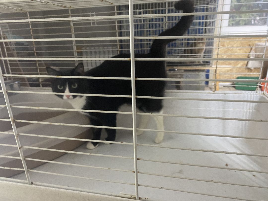 Долгопрудный, общество