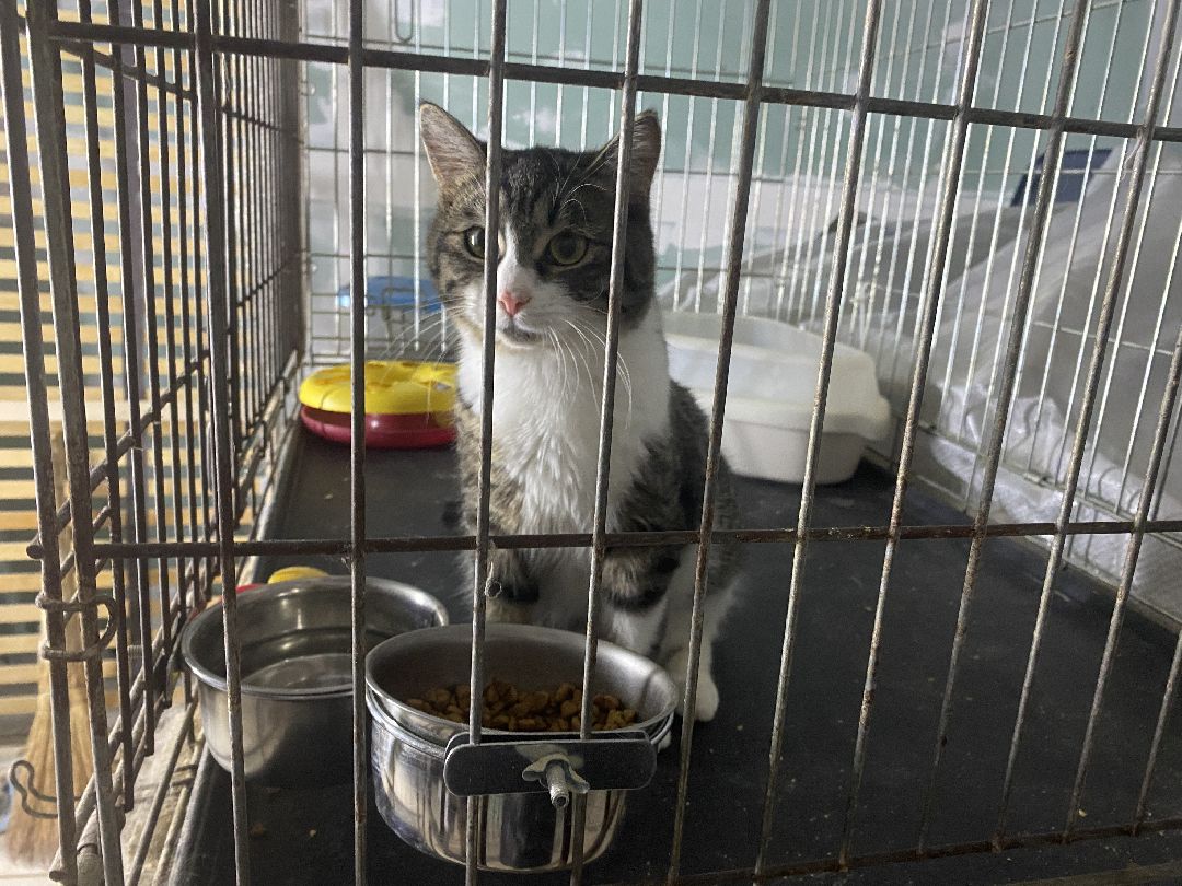 Долгопрудный, общество