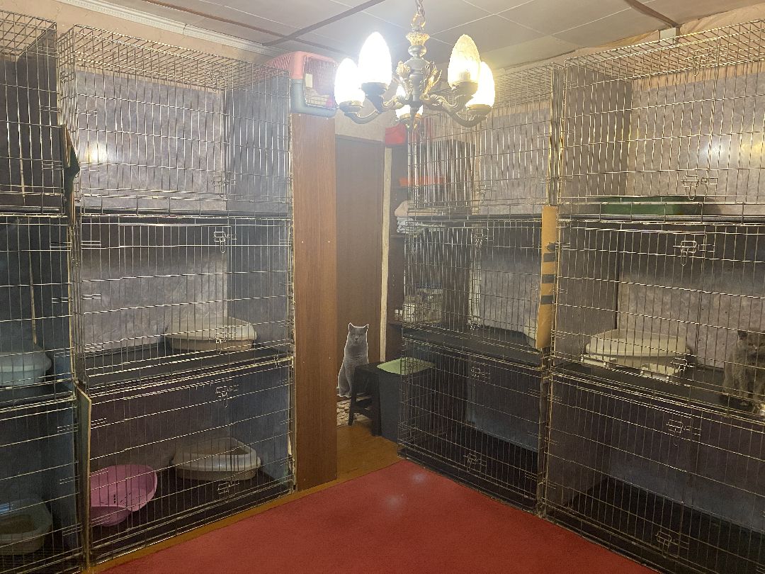 Долгопрудный, общество