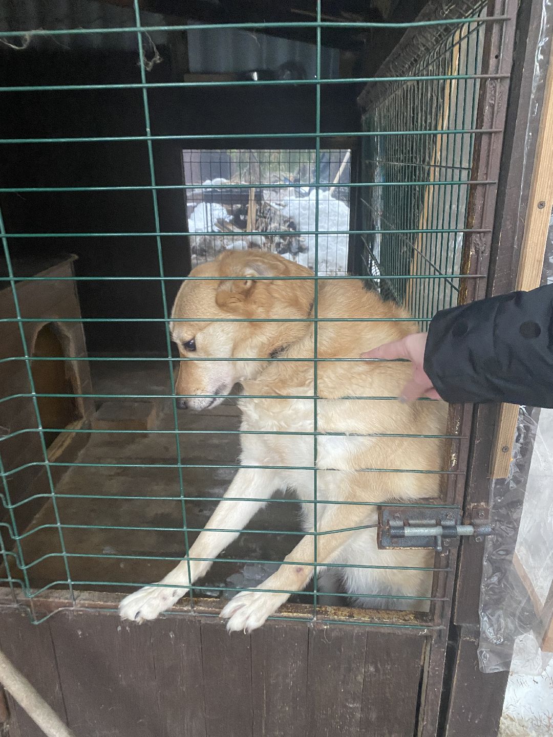 Долгопрудный, общество