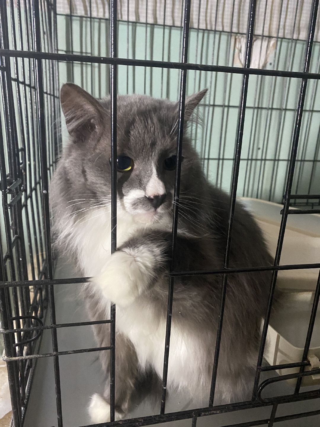 Долгопрудный, общество