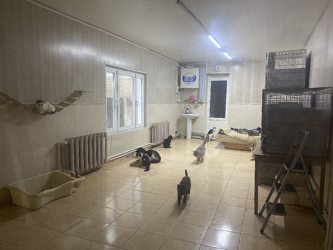 Долгопрудный, общество