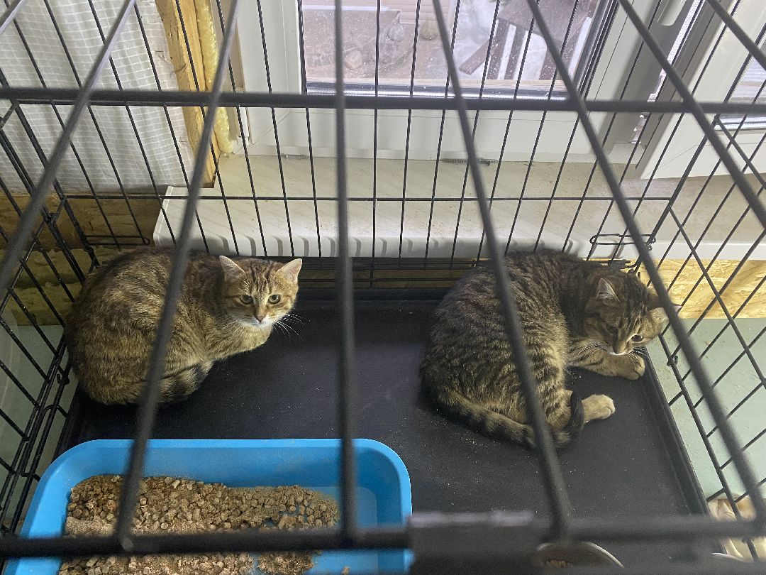 Долгопрудный, общество