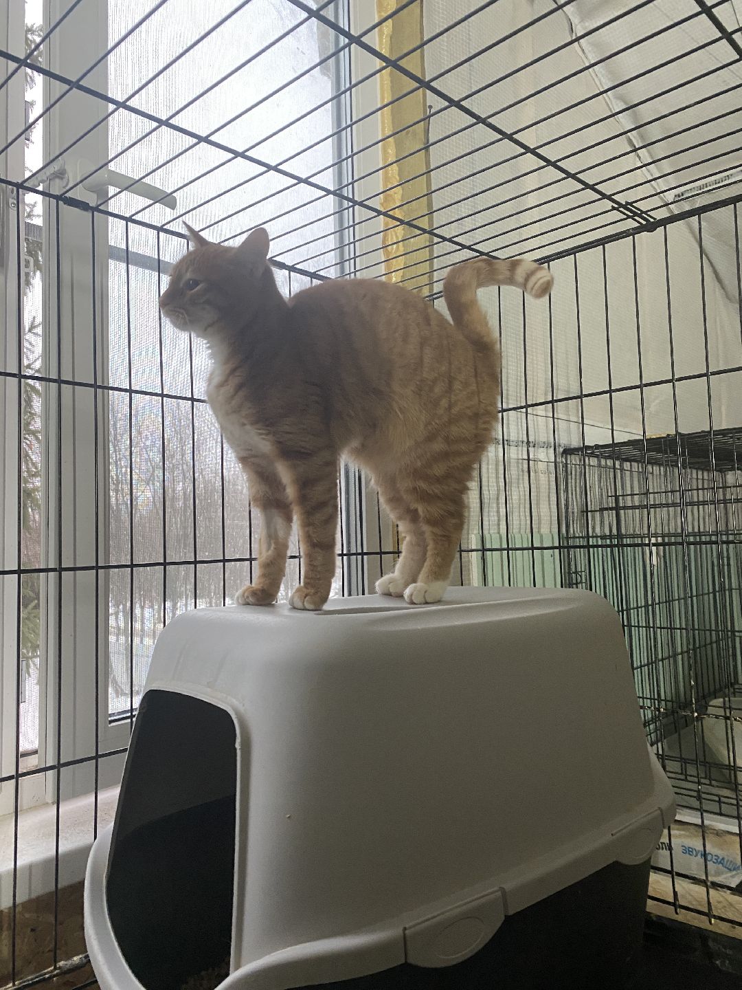 Долгопрудный, общество