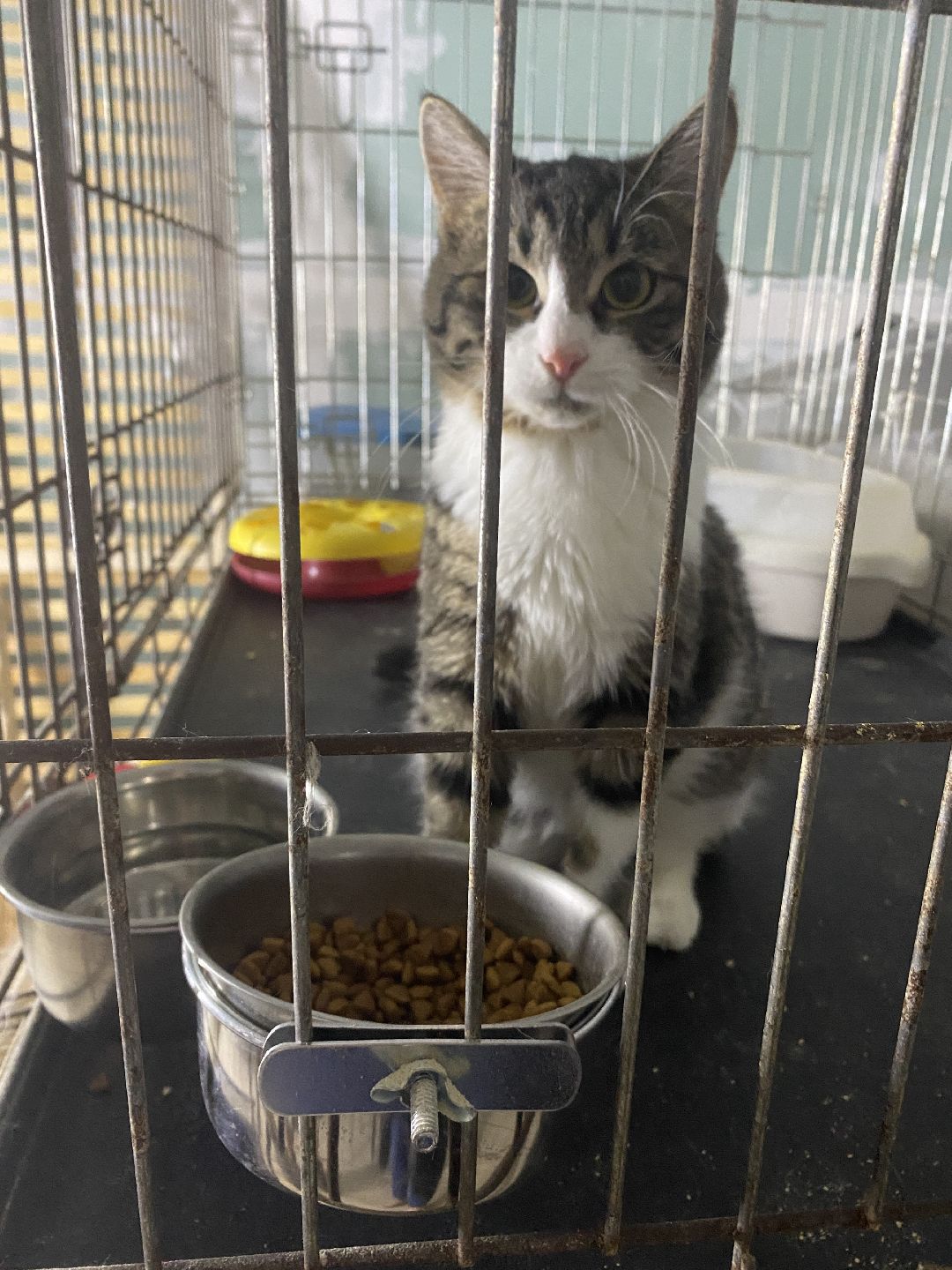 Долгопрудный, общество