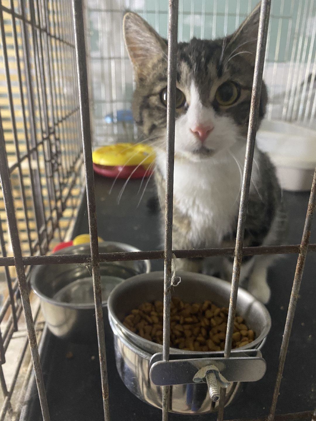 Долгопрудный, общество