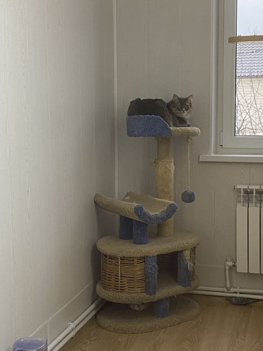 Долгопрудный, общество