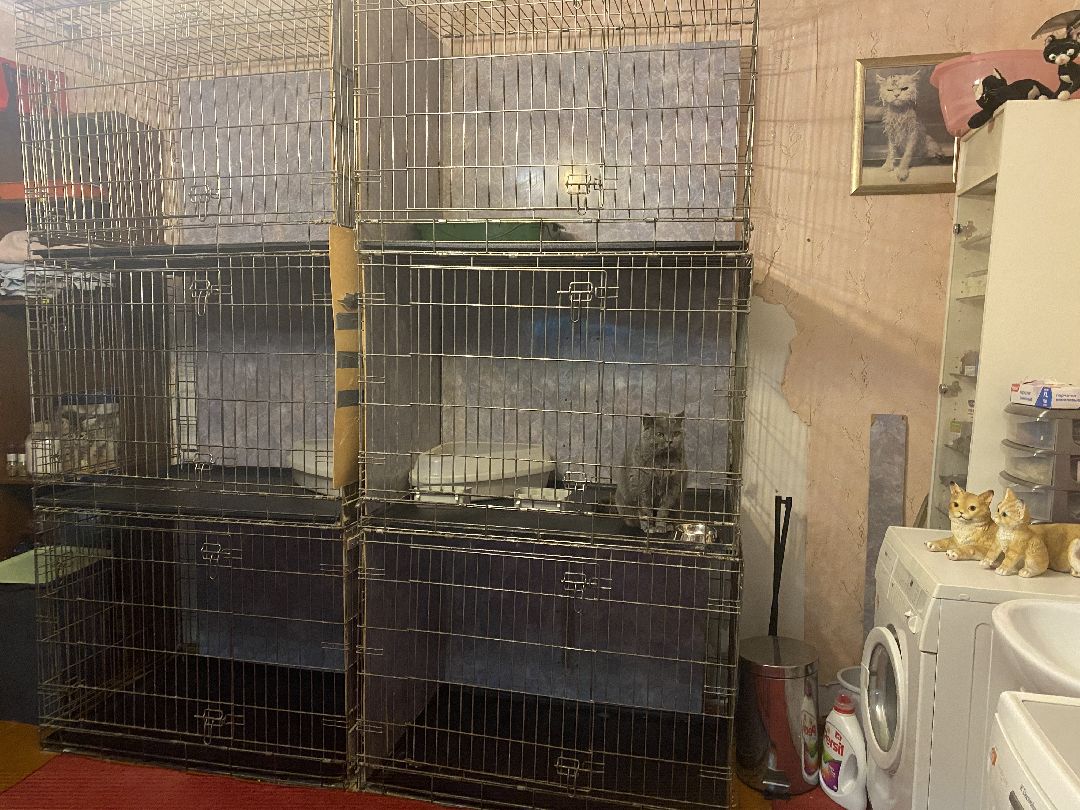 Долгопрудный, общество