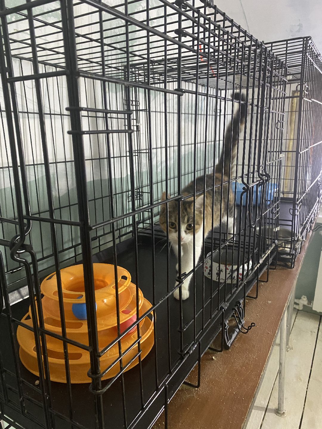 Долгопрудный, общество