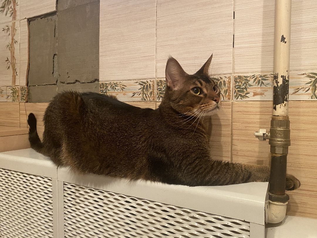 Долгопрудный, общество