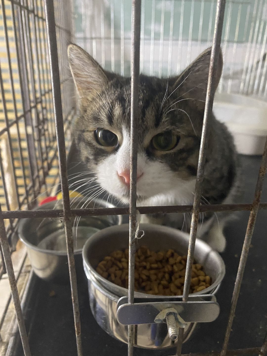 Долгопрудный, общество