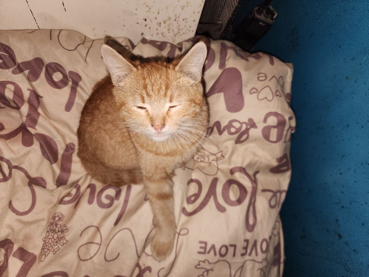 СВО, Любовь спаст мир, ДНР,