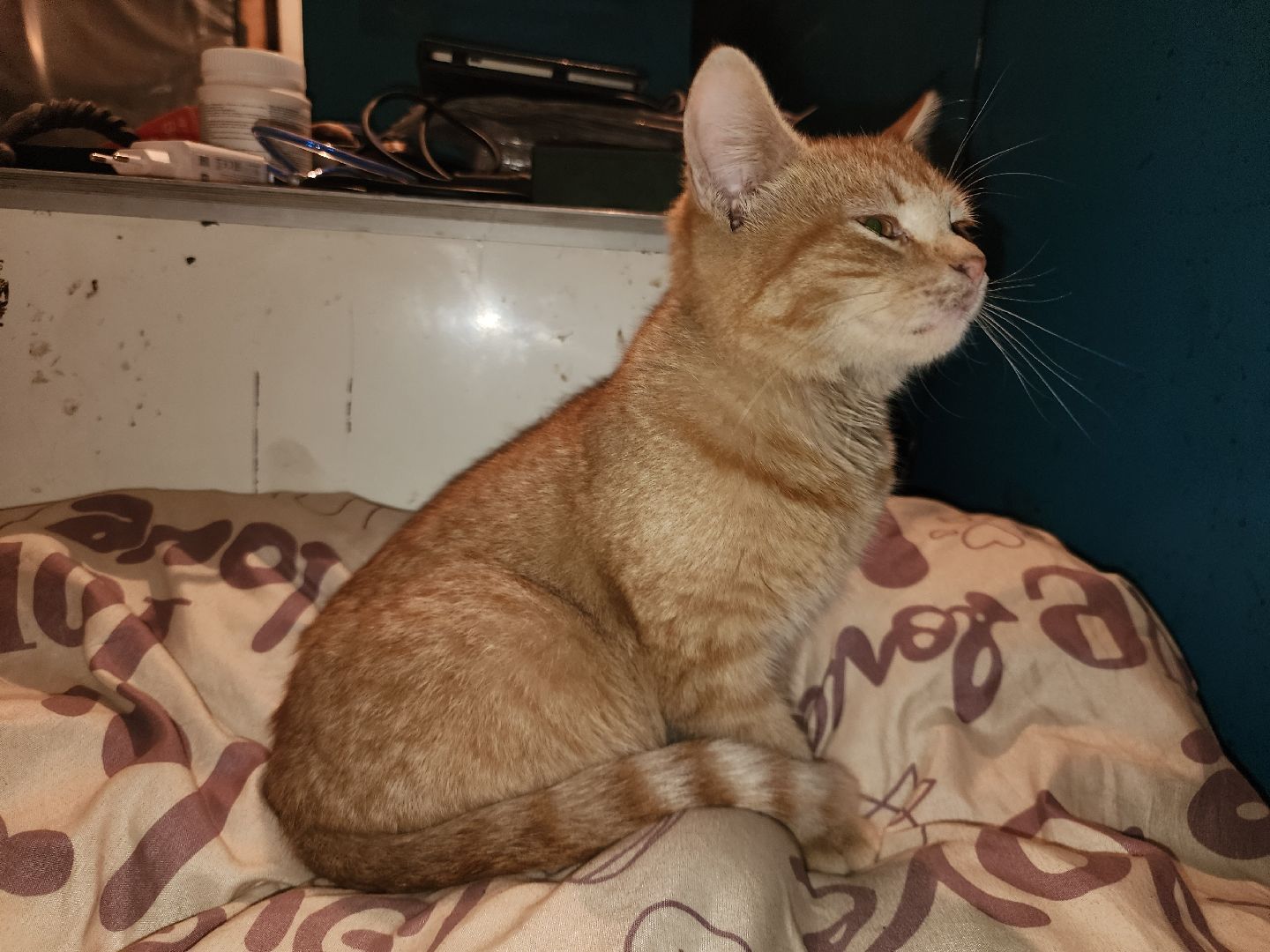 СВО, Любовь спаст мир, ДНР,