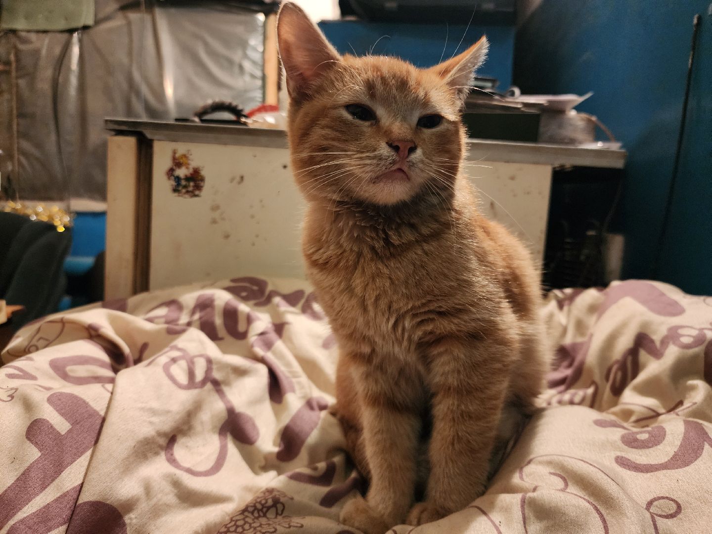 СВО, Любовь спаст мир, ДНР,