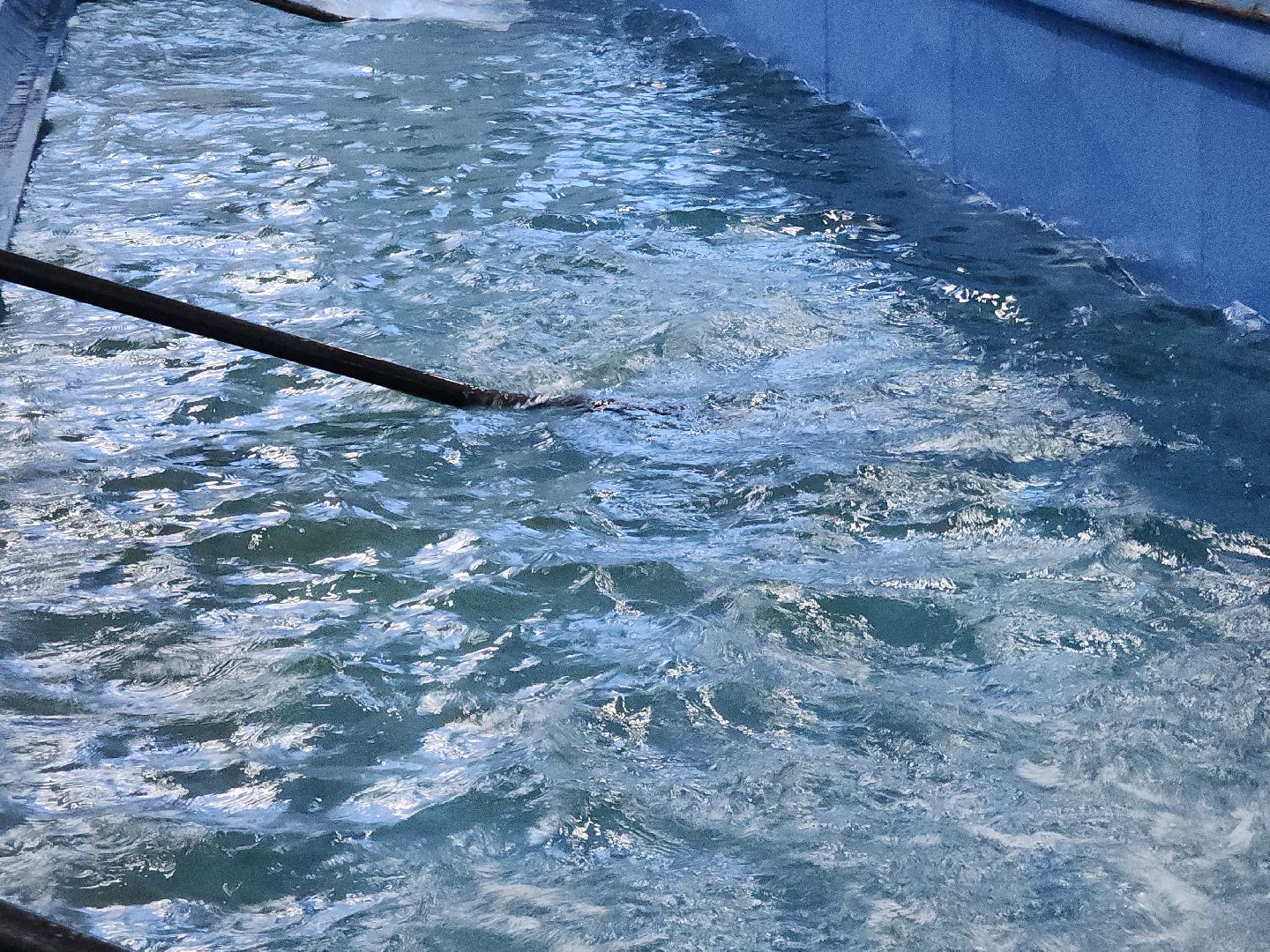 коломна, спорт, гребля,