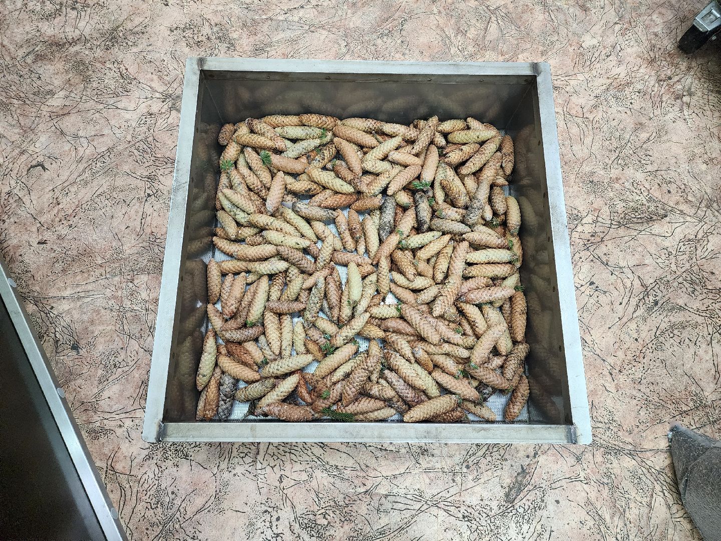 пушкино, лесопитомник, ель, кремль, новогодняя елка, волонтеры,