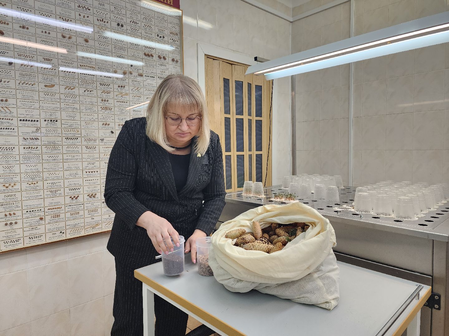 пушкино, лесопитомник, ель, кремль, новогодняя елка, волонтеры,